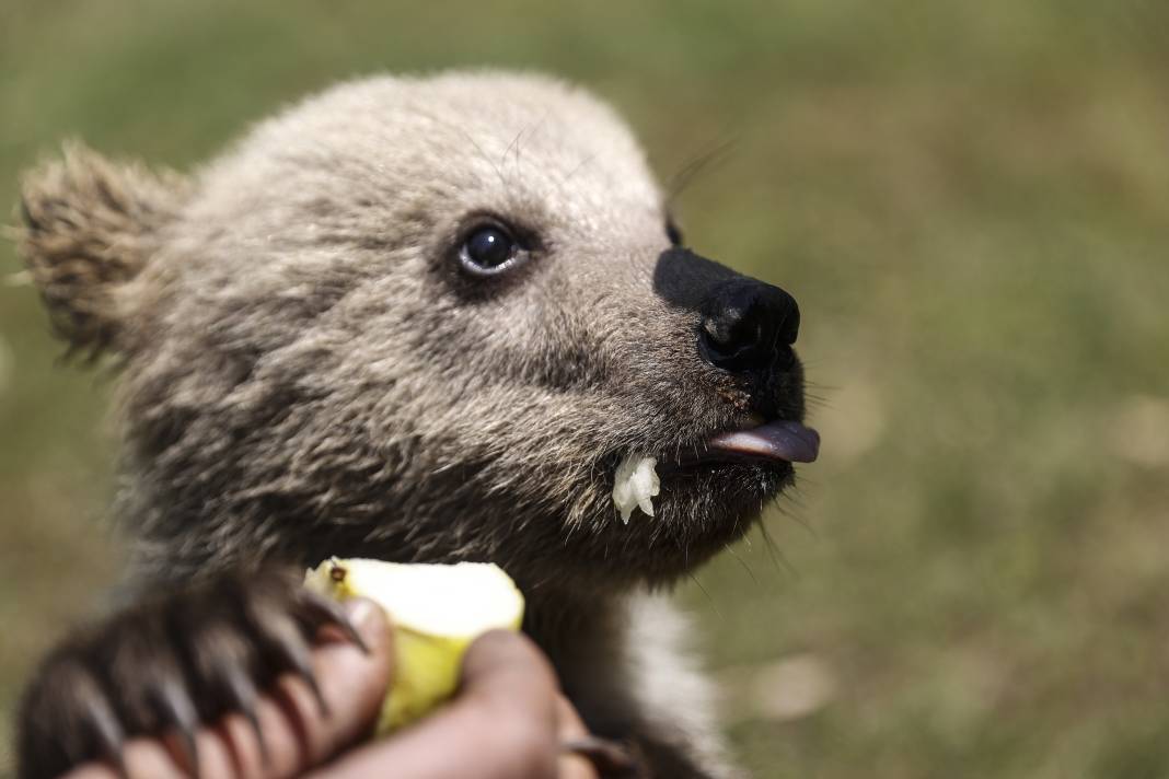 Taş Devri’nden ilham: ‘Fred’ ve ‘Barney’ doğaya hazırlanıyor 11