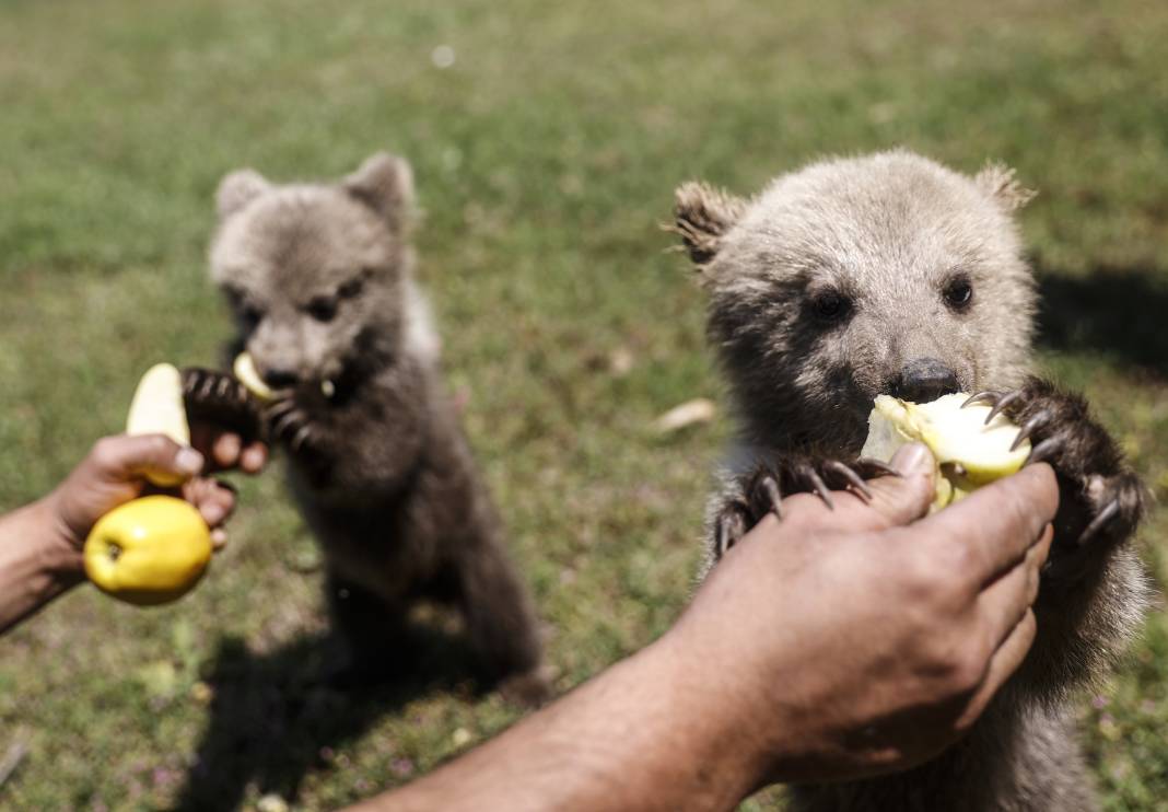 Taş Devri’nden ilham: ‘Fred’ ve ‘Barney’ doğaya hazırlanıyor 14