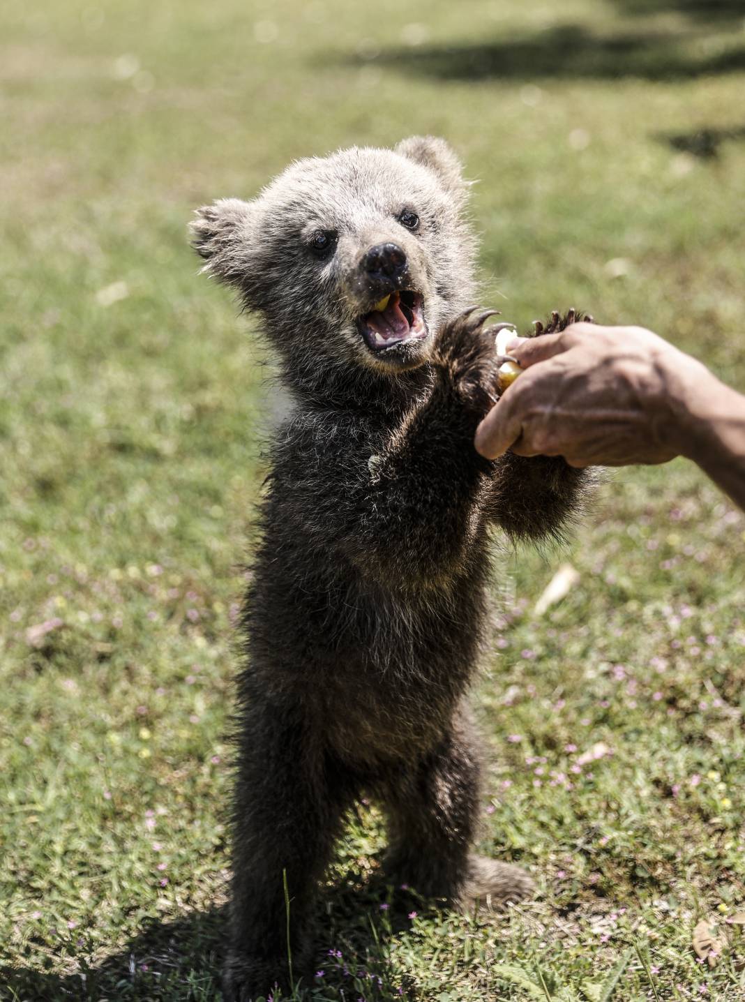 Taş Devri’nden ilham: ‘Fred’ ve ‘Barney’ doğaya hazırlanıyor 13
