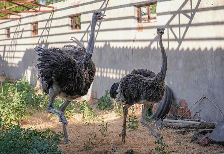 Yalnızlıktan strese girip kendini yollara vuran deve kuşuna eş bulundu 4
