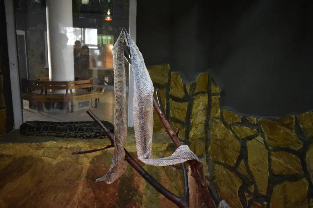 Haberi alan yılanların yanına koştu! Doğal yaşam parkında ilginç talep 3