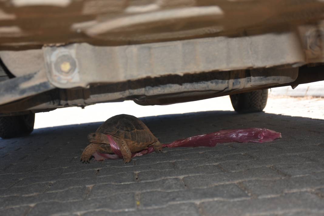 Doğaya atılan çöpler canlıların ayağına dolanıyor 1