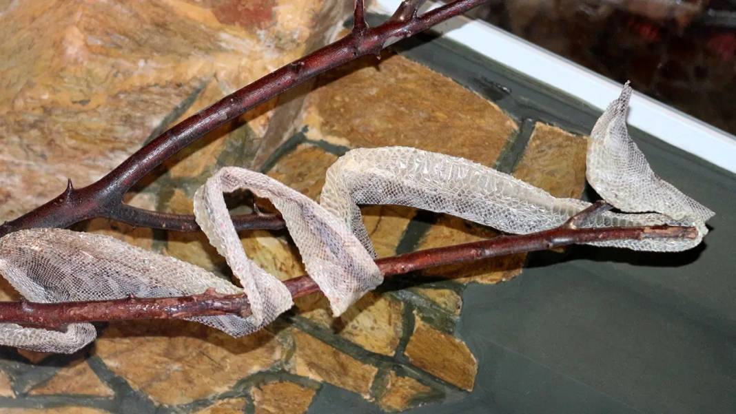 Haberi alan yılanların yanına koştu! Doğal yaşam parkında ilginç talep 2