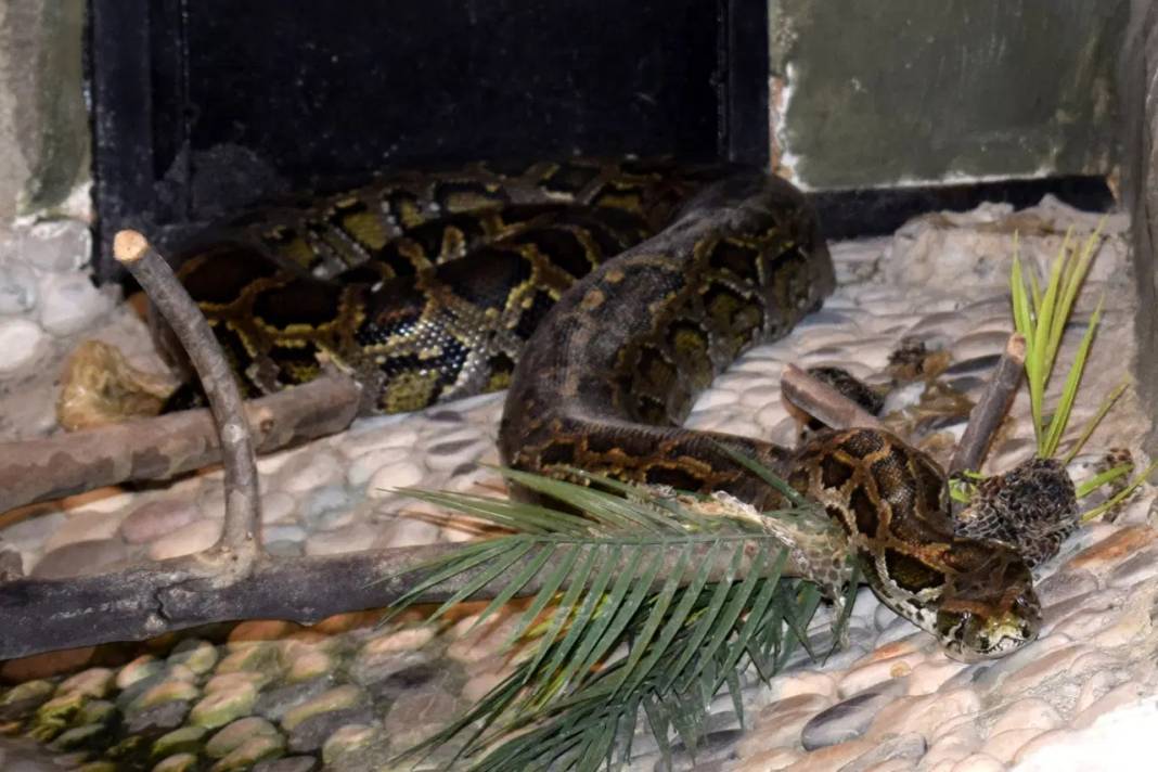 Haberi alan yılanların yanına koştu! Doğal yaşam parkında ilginç talep 1