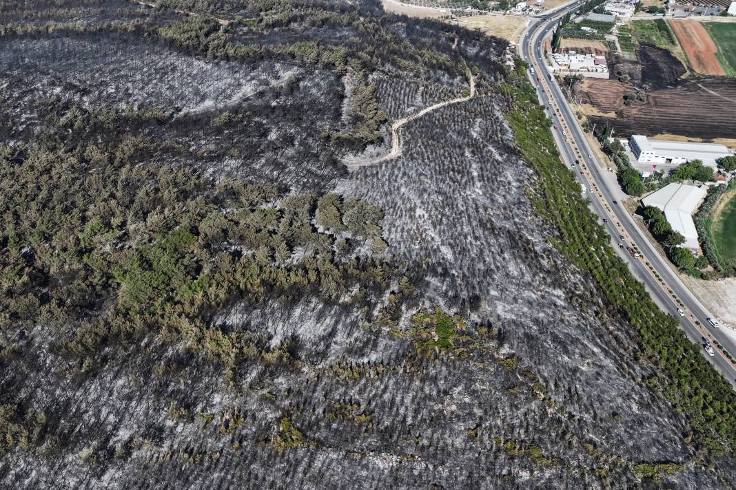Yangınlardan geriye kül olan ağaçlar ve evler kaldı 5