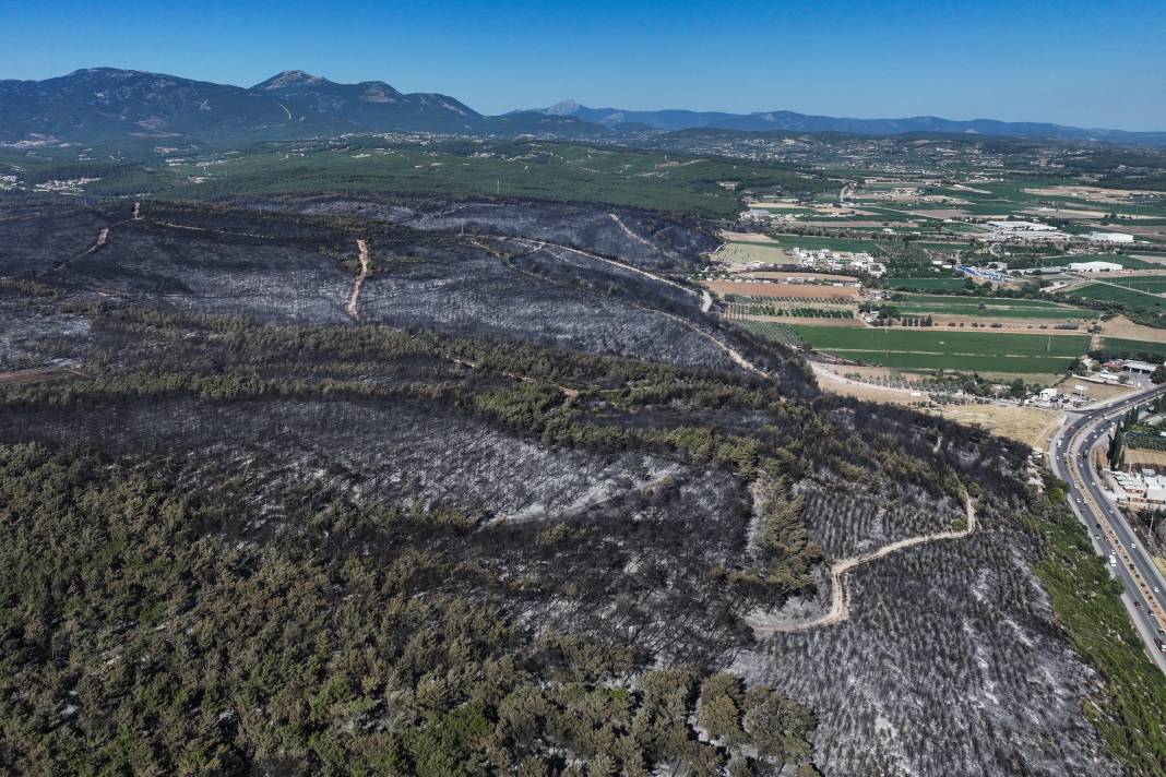 Yangınlardan geriye kül olan ağaçlar ve evler kaldı 4