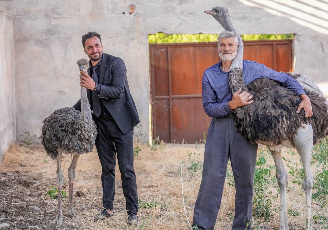 Yalnızlıktan strese girip kendini yollara vuran deve kuşuna eş bulundu 3