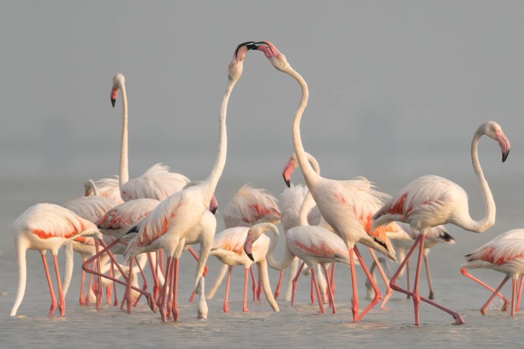 Adana'da renk cümbüşü: Göçmen flamingolar Akyatan'a indi! 21