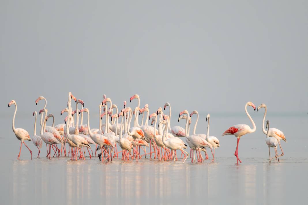 Adana'da renk cümbüşü: Göçmen flamingolar Akyatan'a indi! 17