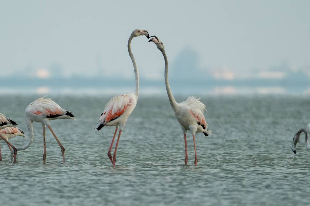Adana'da renk cümbüşü: Göçmen flamingolar Akyatan'a indi! 20