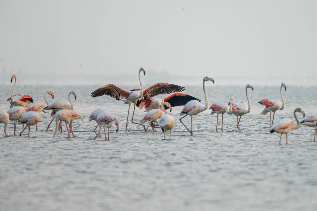Adana'da renk cümbüşü: Göçmen flamingolar Akyatan'a indi! 19