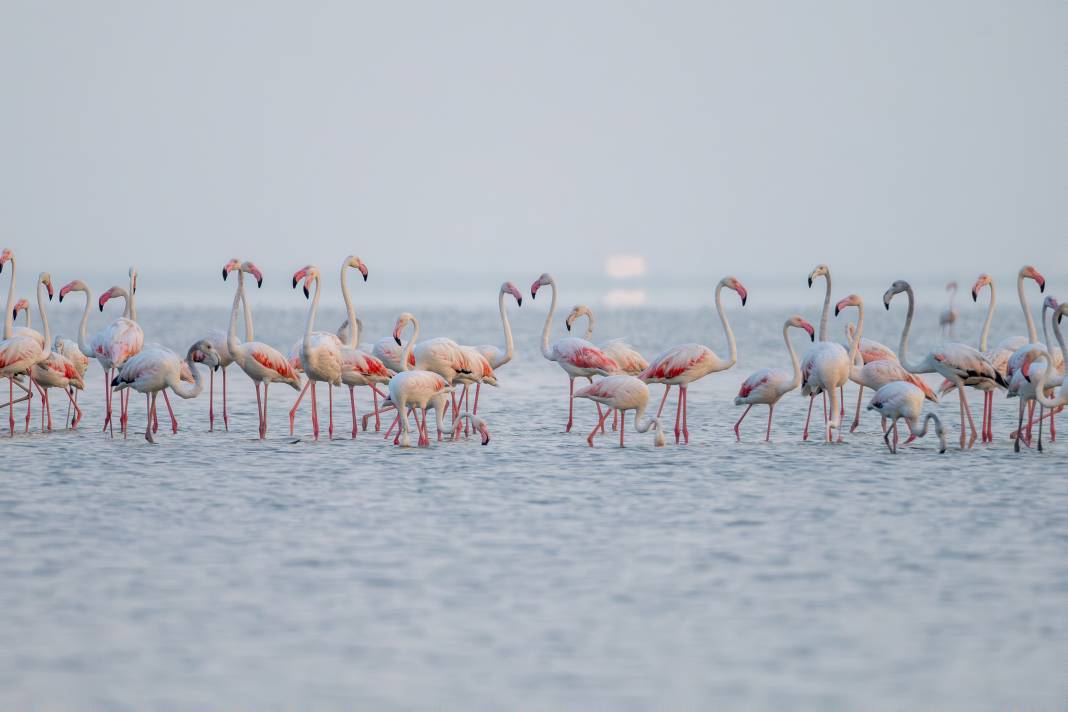 Adana'da renk cümbüşü: Göçmen flamingolar Akyatan'a indi! 16