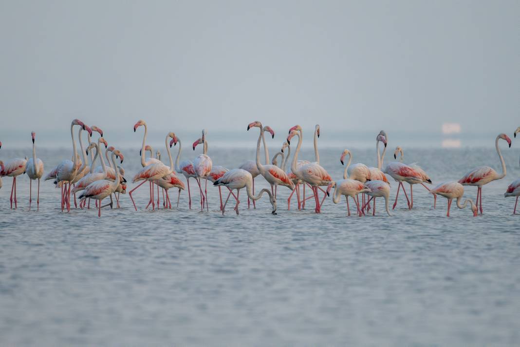 Adana'da renk cümbüşü: Göçmen flamingolar Akyatan'a indi! 15
