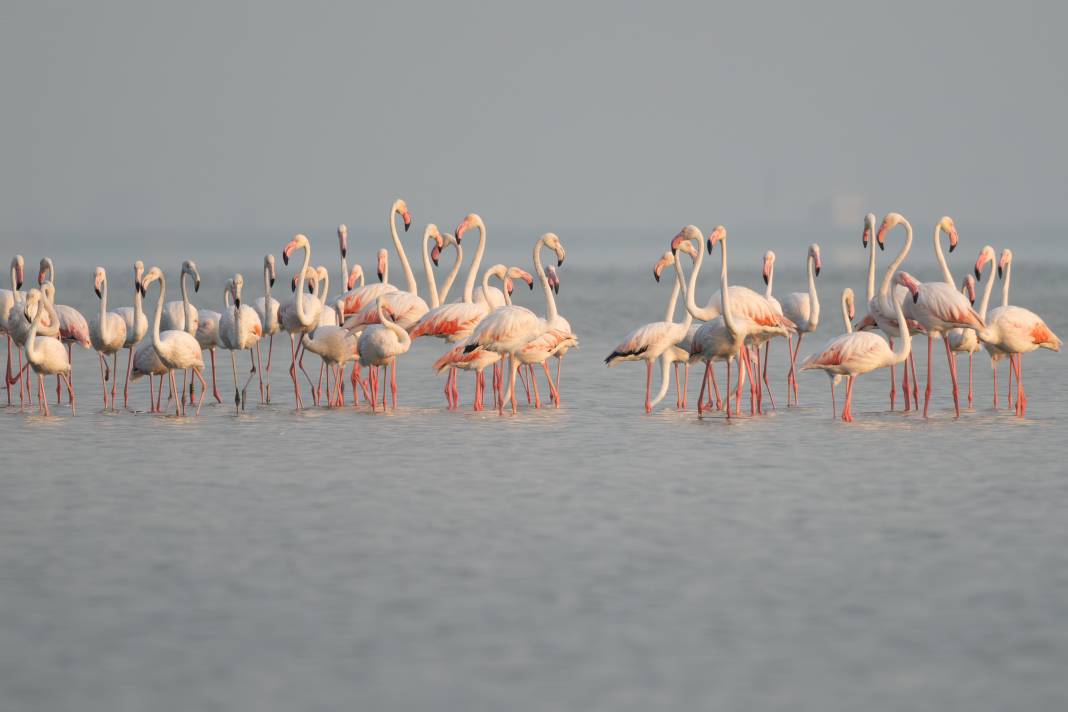 Adana'da renk cümbüşü: Göçmen flamingolar Akyatan'a indi! 18