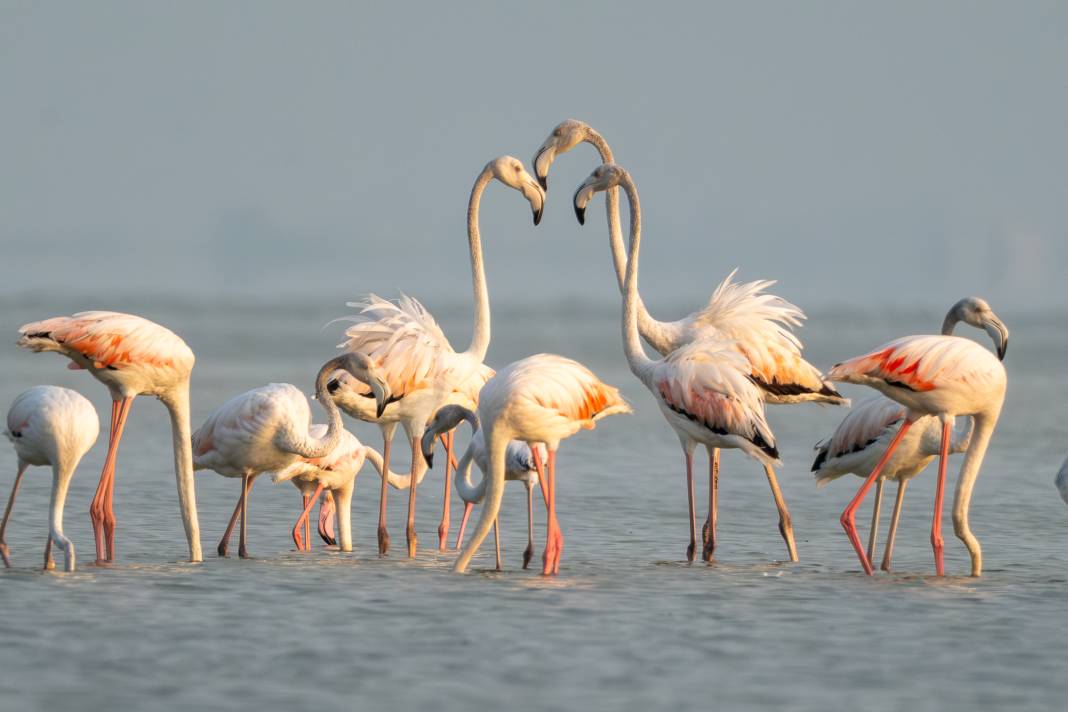 Adana'da renk cümbüşü: Göçmen flamingolar Akyatan'a indi! 14