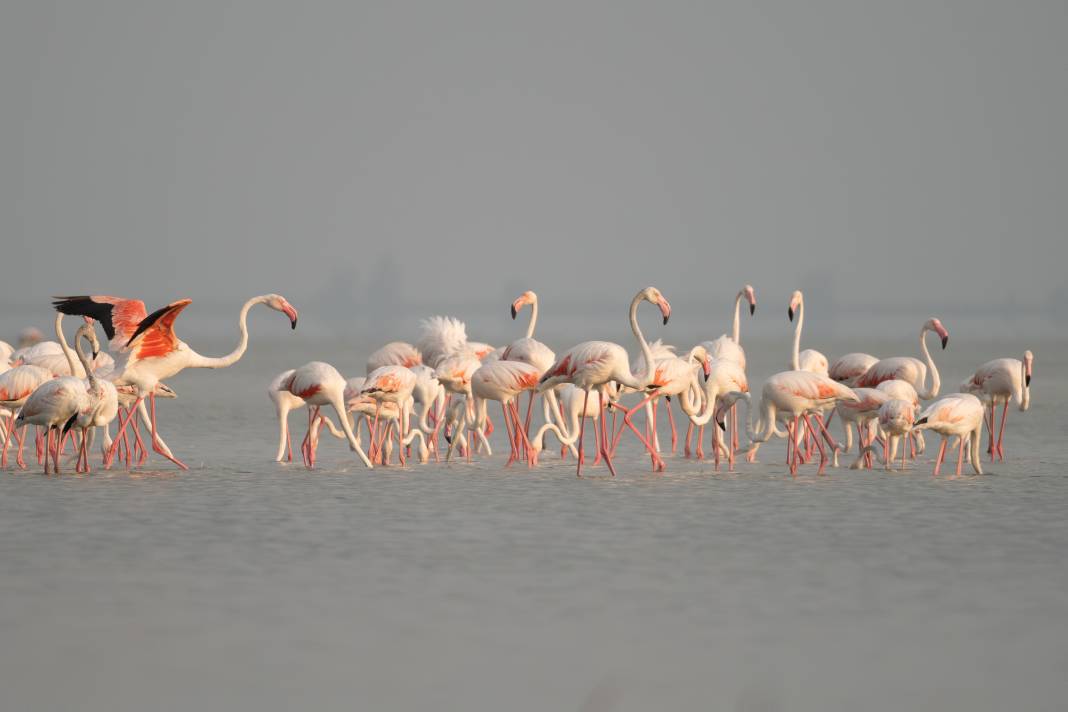 Adana'da renk cümbüşü: Göçmen flamingolar Akyatan'a indi! 11