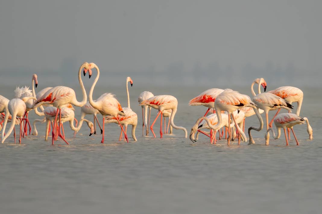 Adana'da renk cümbüşü: Göçmen flamingolar Akyatan'a indi! 13