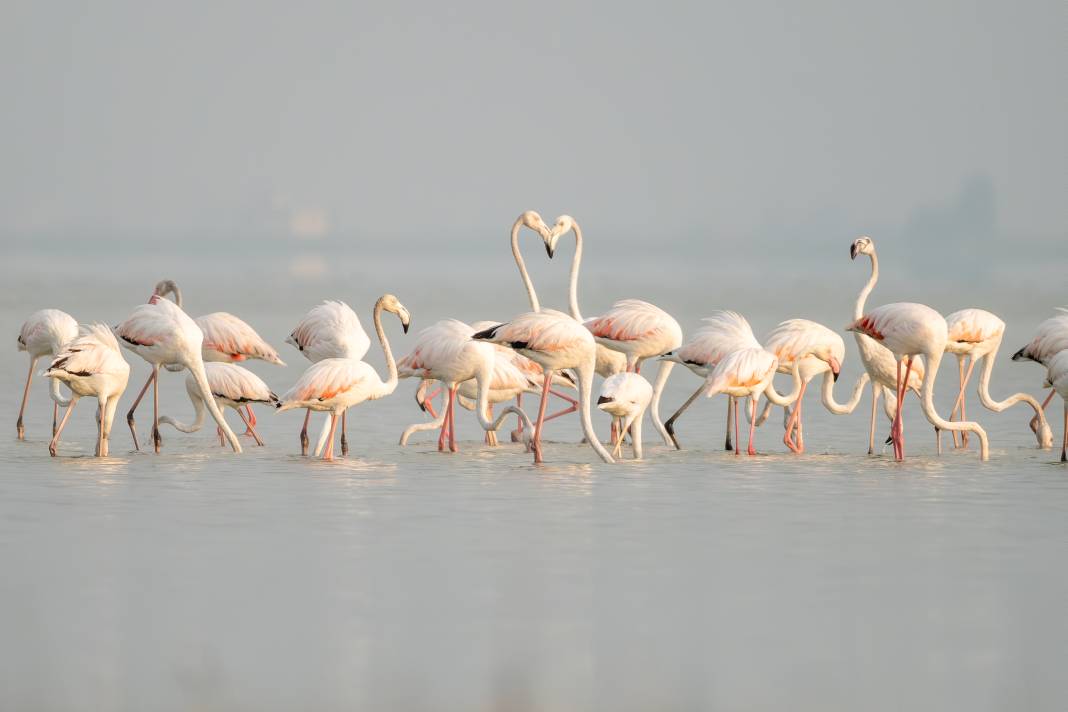 Adana'da renk cümbüşü: Göçmen flamingolar Akyatan'a indi! 10