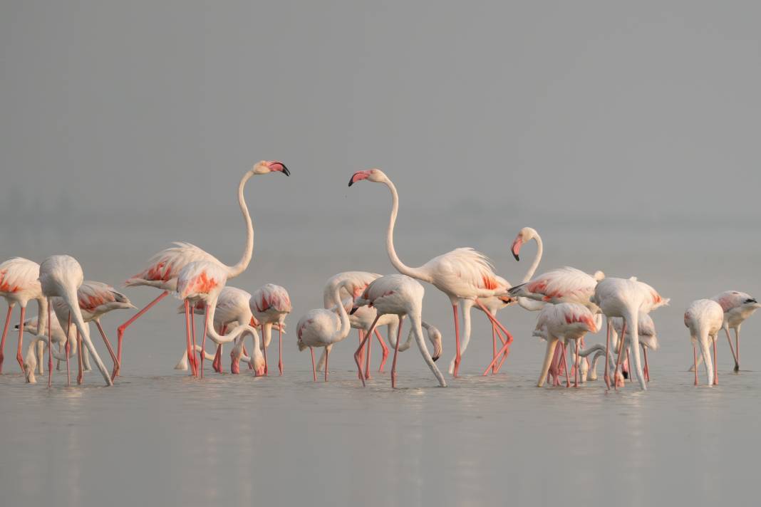 Adana'da renk cümbüşü: Göçmen flamingolar Akyatan'a indi! 12