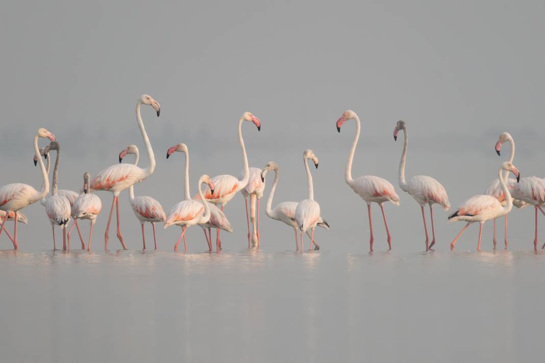 Adana'da renk cümbüşü: Göçmen flamingolar Akyatan'a indi! 9