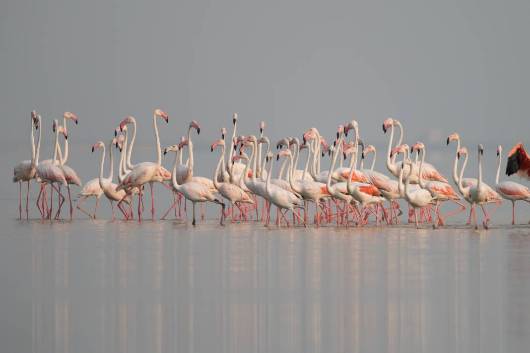 Adana'da renk cümbüşü: Göçmen flamingolar Akyatan'a indi! 8