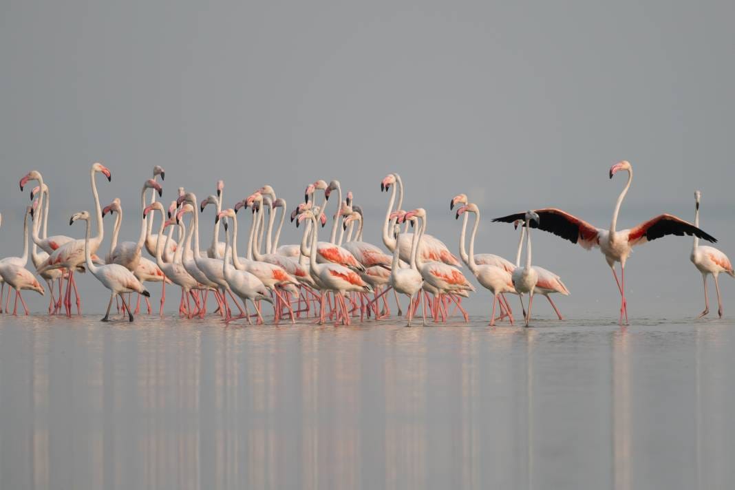 Adana'da renk cümbüşü: Göçmen flamingolar Akyatan'a indi! 6