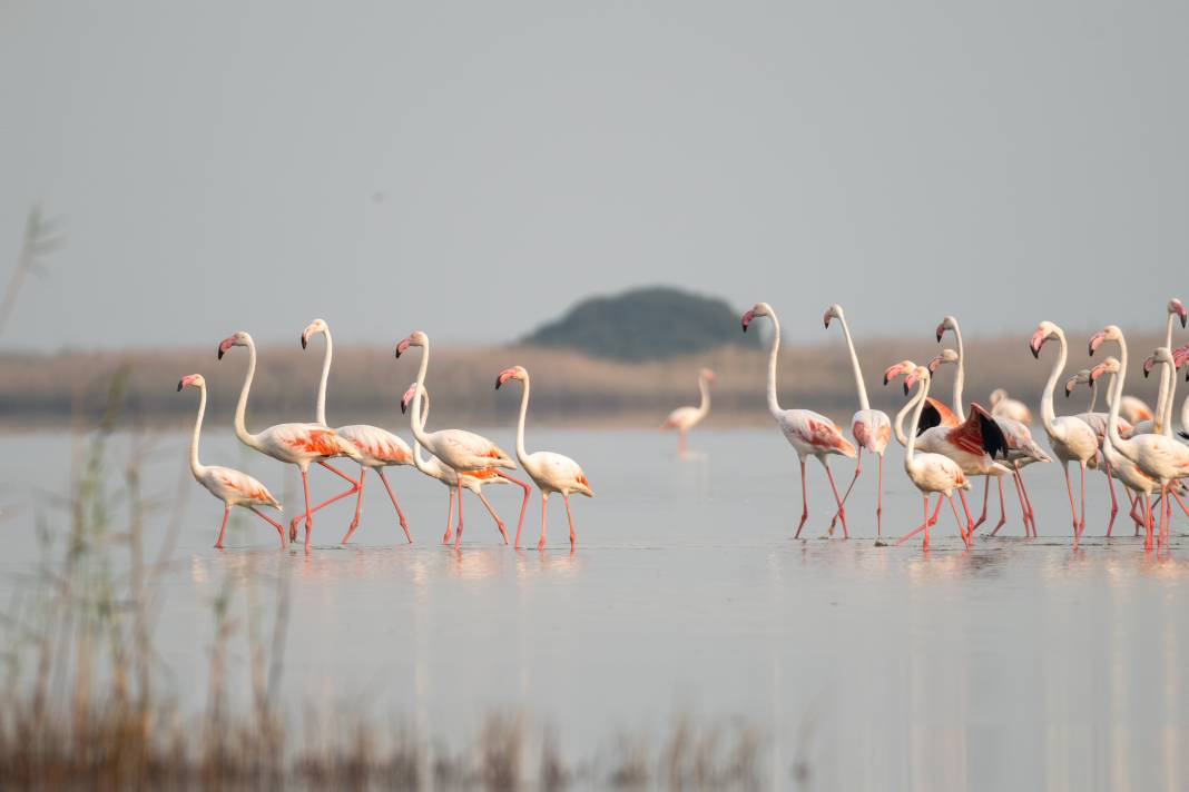 Adana'da renk cümbüşü: Göçmen flamingolar Akyatan'a indi! 7