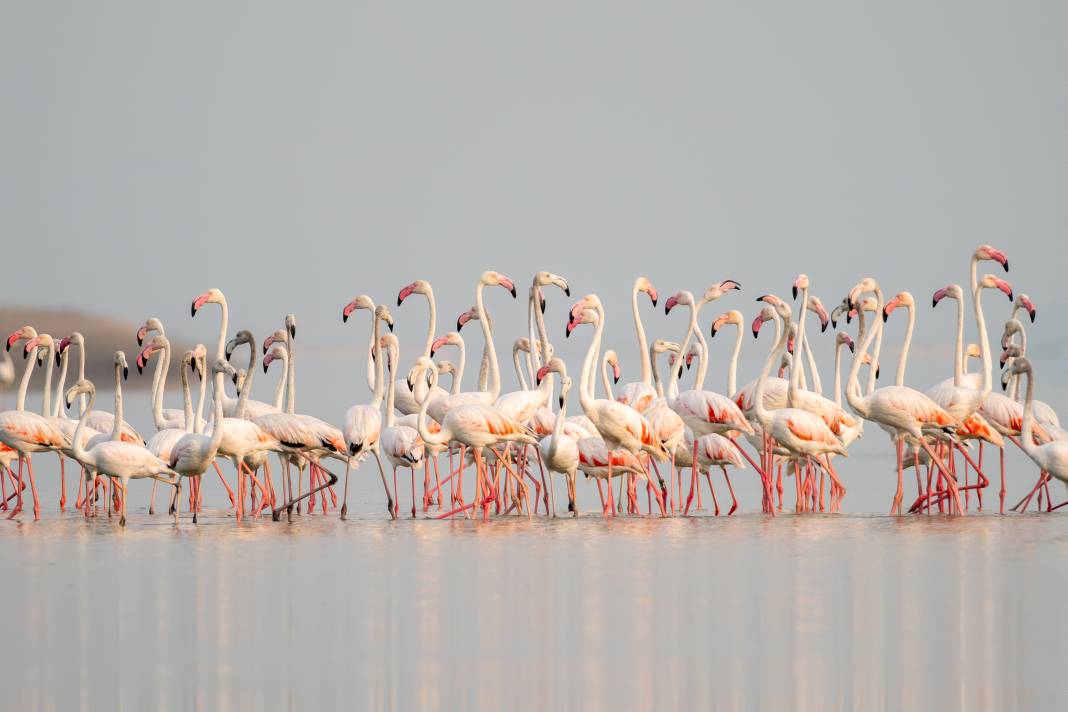 Adana'da renk cümbüşü: Göçmen flamingolar Akyatan'a indi! 4