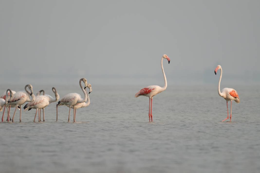 Adana'da renk cümbüşü: Göçmen flamingolar Akyatan'a indi! 5