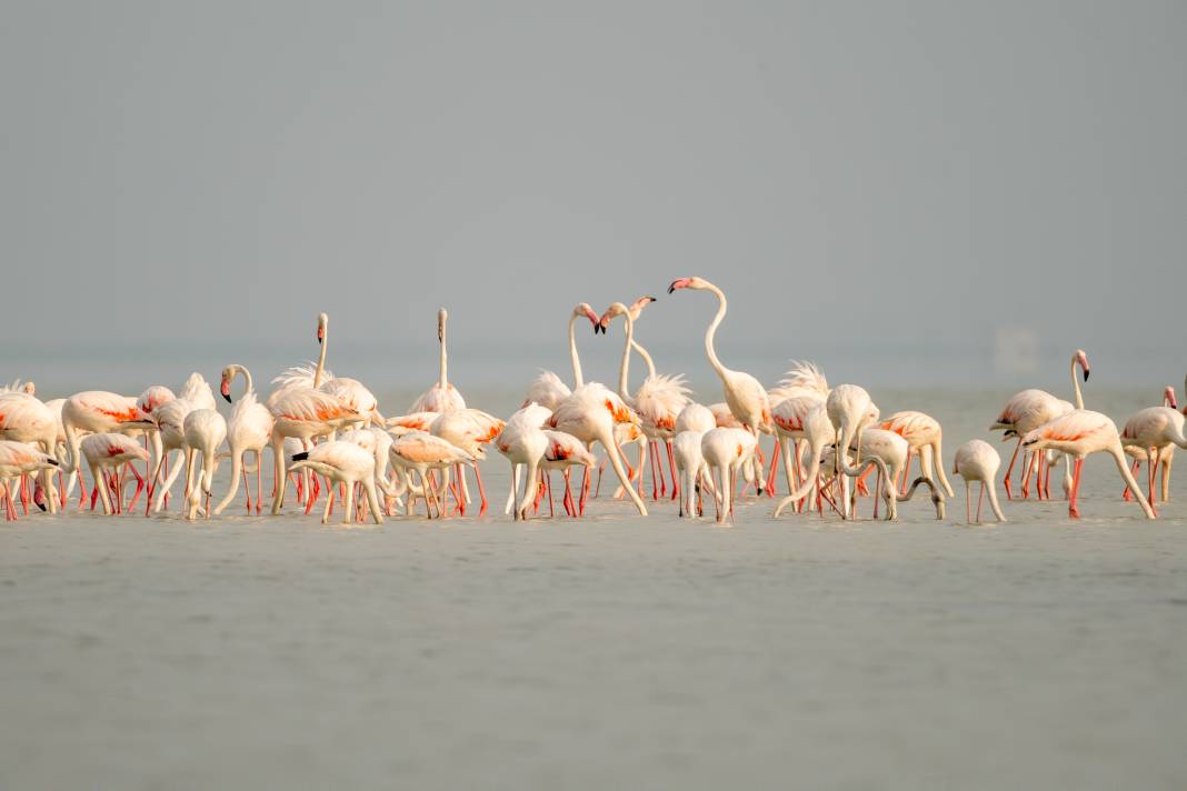 Adana'da renk cümbüşü: Göçmen flamingolar Akyatan'a indi! 3