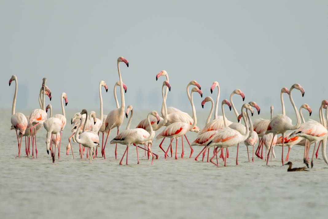 Adana'da renk cümbüşü: Göçmen flamingolar Akyatan'a indi! 1
