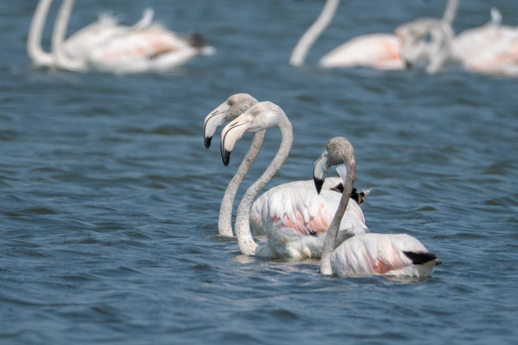 Adana'da renk cümbüşü: Göçmen flamingolar Akyatan'a indi! 2