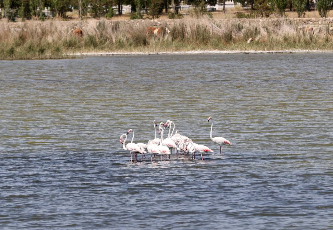 Kuraklığın pençesindeki Ulaş Gölü'nde flamingo sürprizi 5