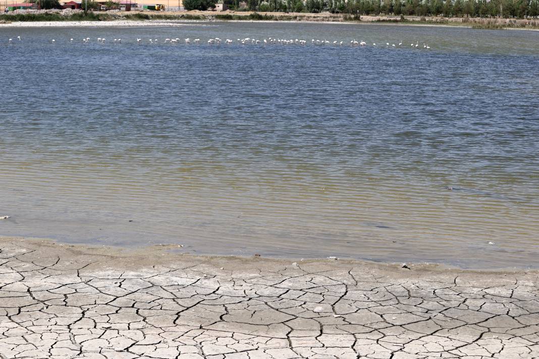 Kuraklığın pençesindeki Ulaş Gölü'nde flamingo sürprizi 6