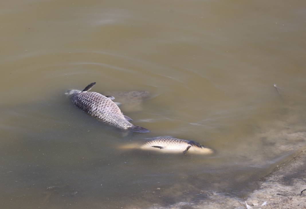 Kuraklığın pençesindeki Ulaş Gölü'nde flamingo sürprizi 8