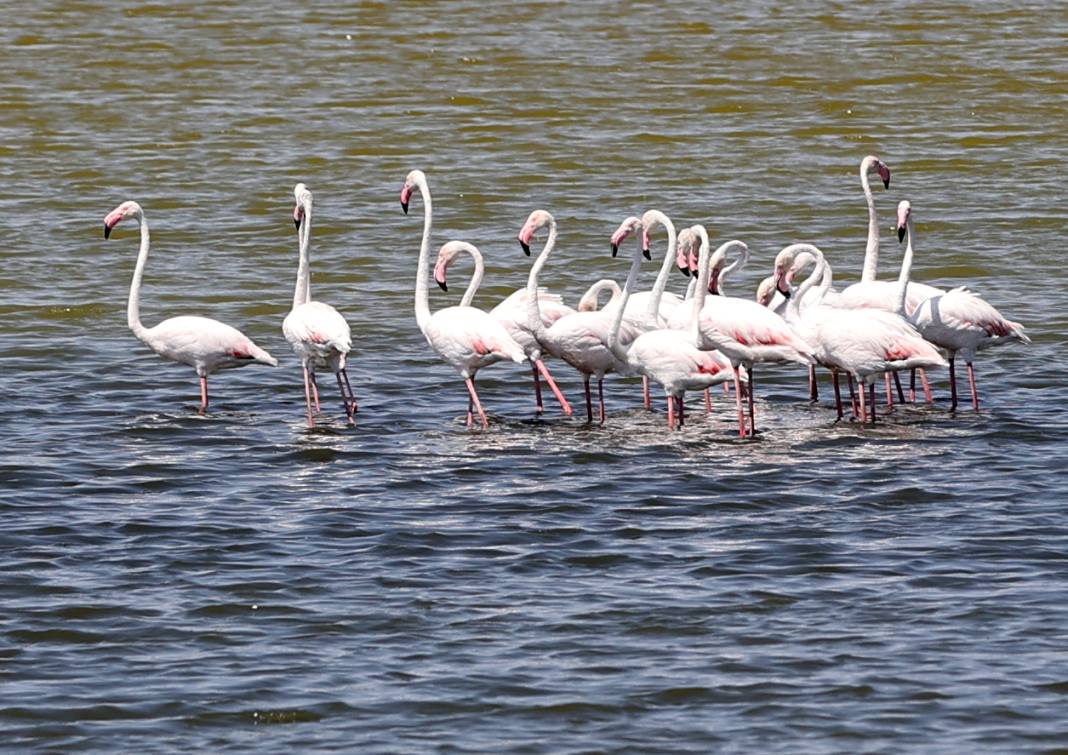 Kuraklığın pençesindeki Ulaş Gölü'nde flamingo sürprizi 3