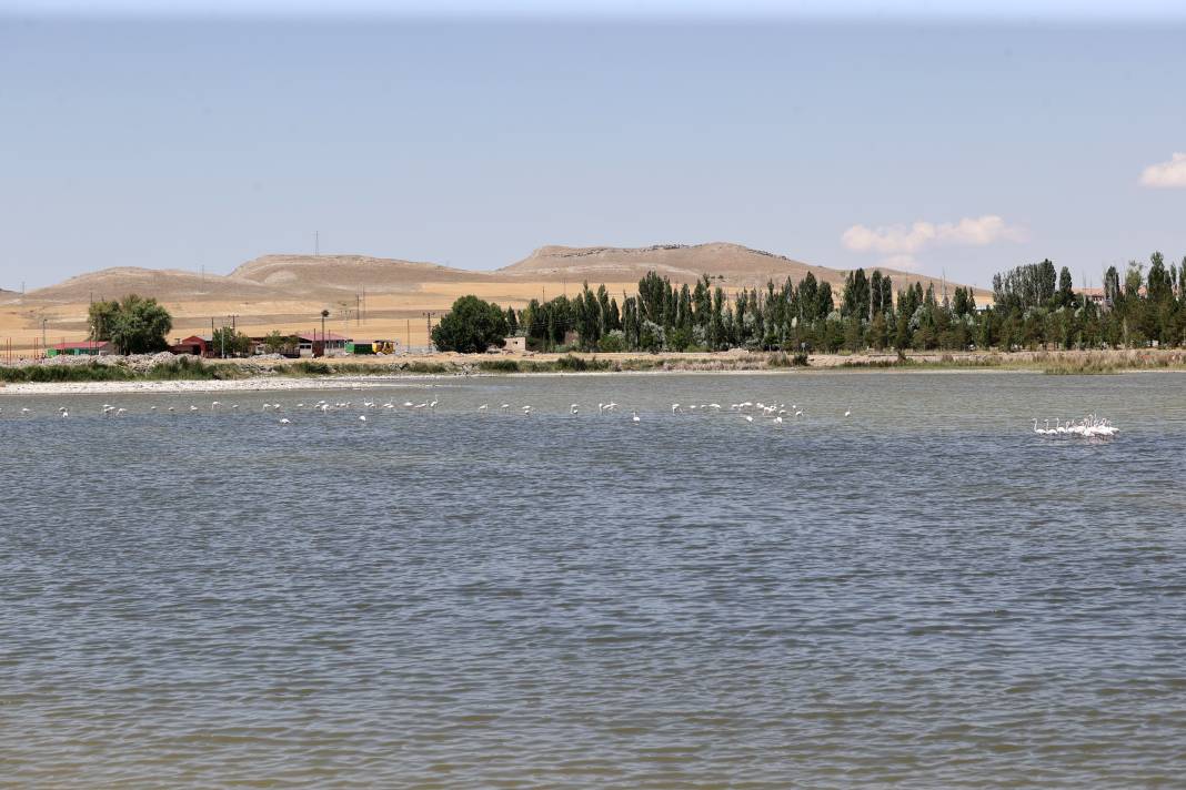 Kuraklığın pençesindeki Ulaş Gölü'nde flamingo sürprizi 4