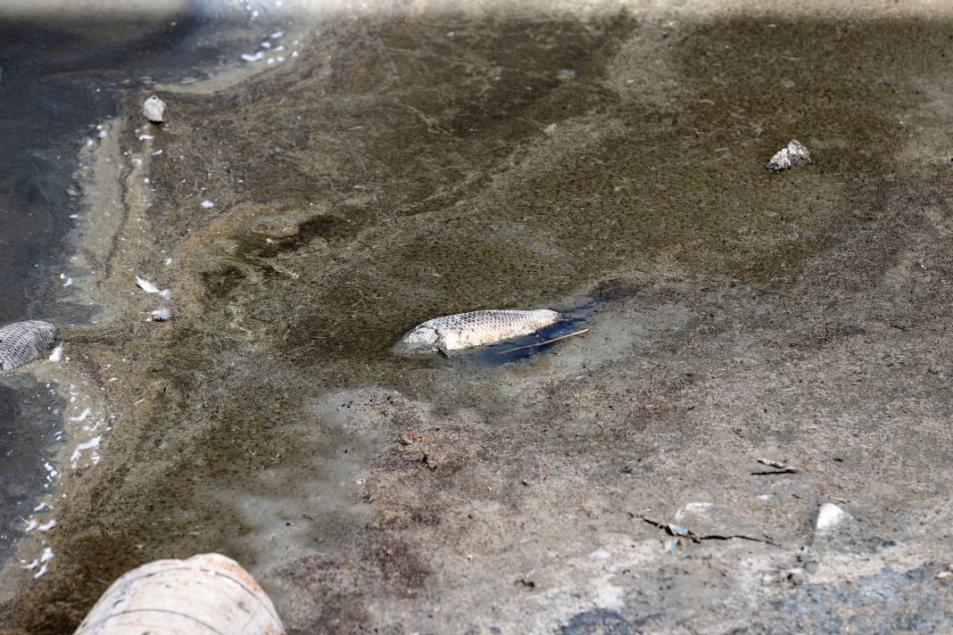 Kuraklığın pençesindeki Ulaş Gölü'nde flamingo sürprizi 2