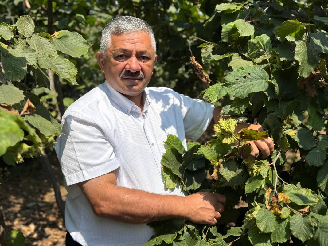 Fındıkta rekolte krizi 1