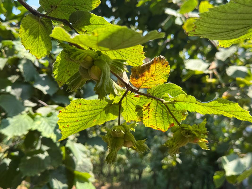 Fındıkta rekolte krizi 2