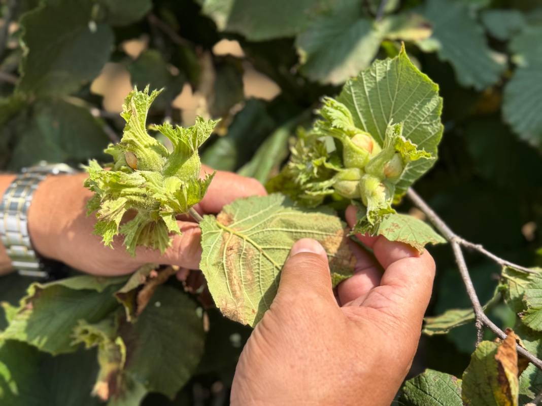 Fındıkta rekolte krizi 3