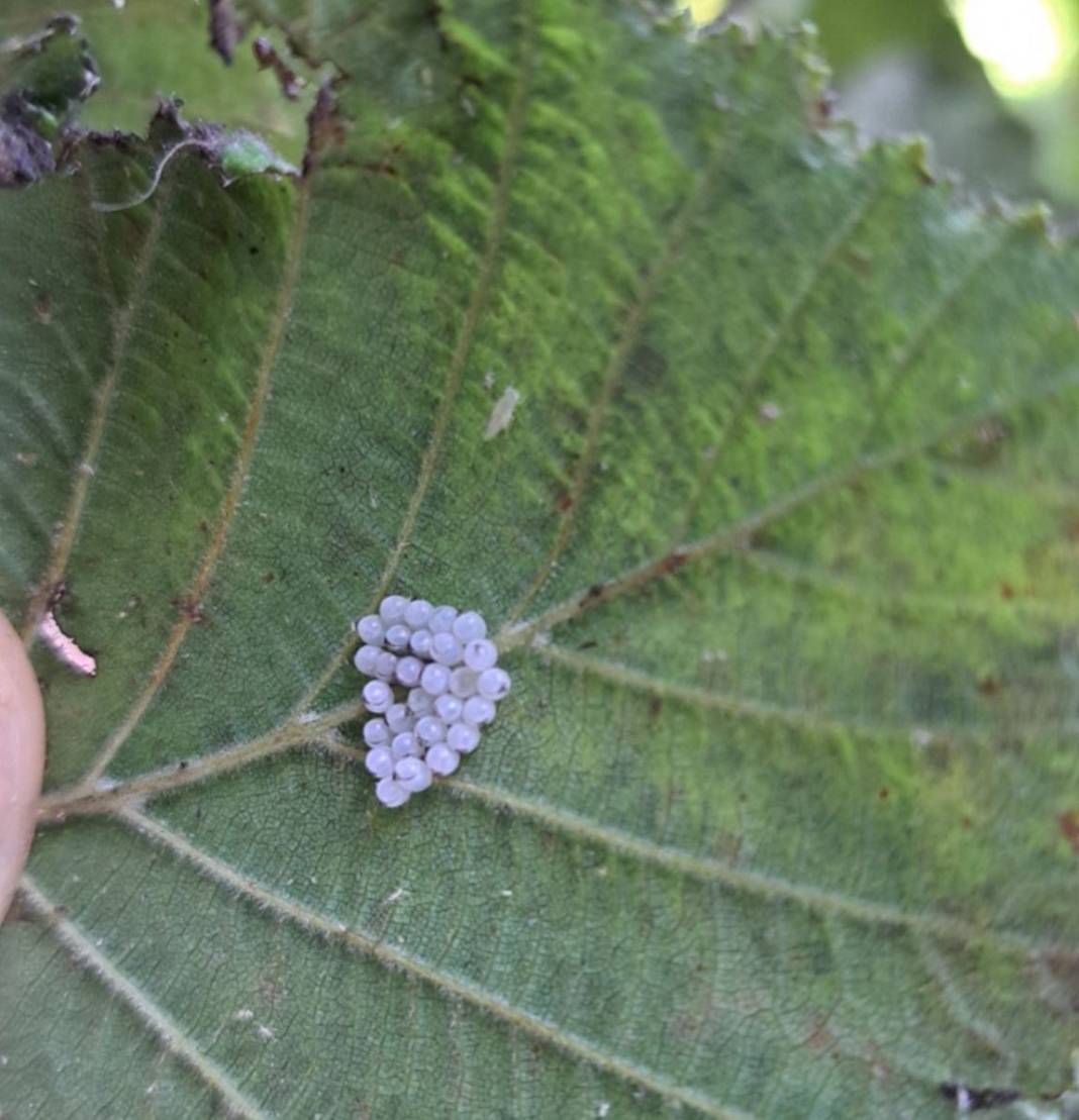 Fındıkta rekolte krizi 5