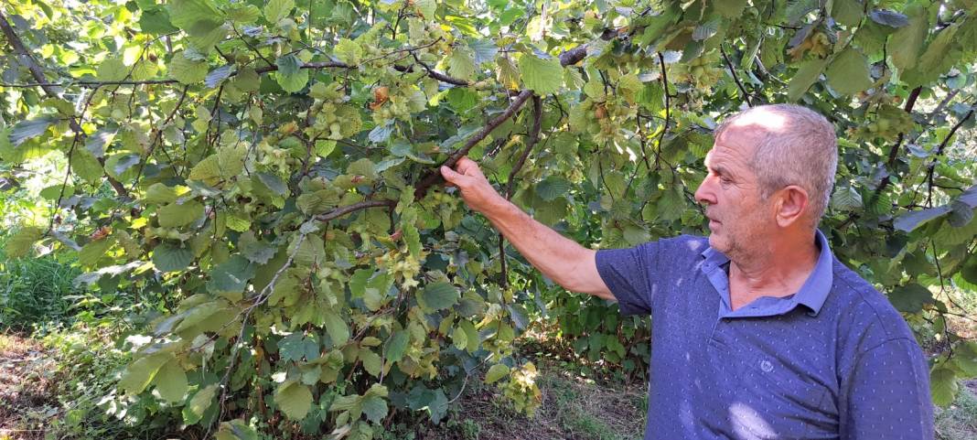 Fındıkta rekolte krizi 4