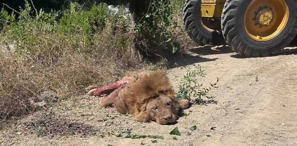 Antalya'da kafesinden kaçan aslan yakalandı! Bir kişiyi ağır yaraladı 6