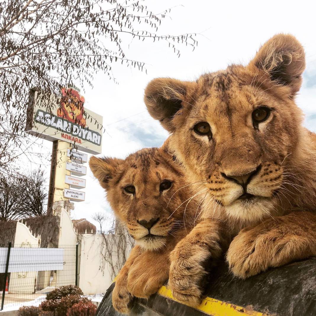 Antalya'da kafesinden kaçan aslan yakalandı! Bir kişiyi ağır yaraladı 8