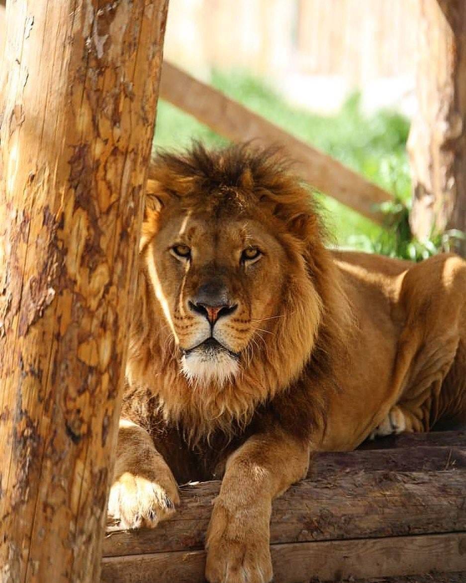 Antalya'da kafesinden kaçan aslan yakalandı! Bir kişiyi ağır yaraladı 1