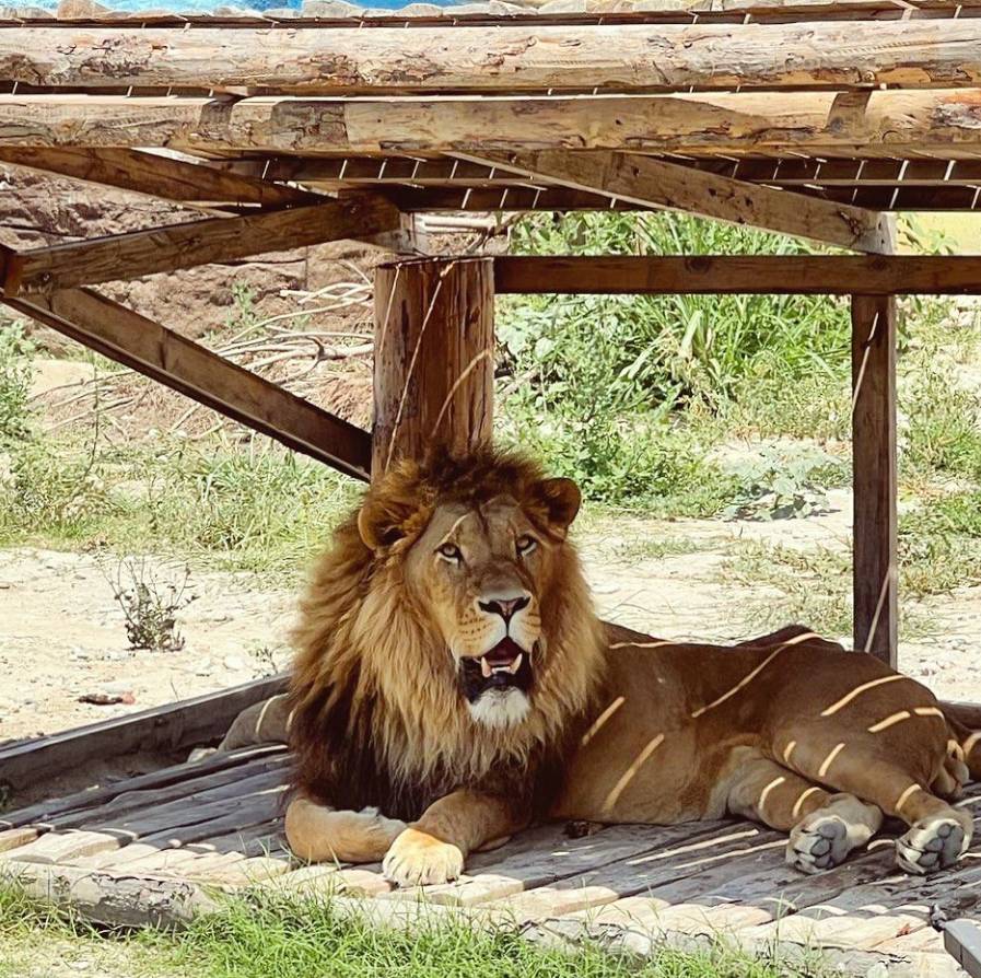 Antalya'da kafesinden kaçan aslan yakalandı! Bir kişiyi ağır yaraladı 4