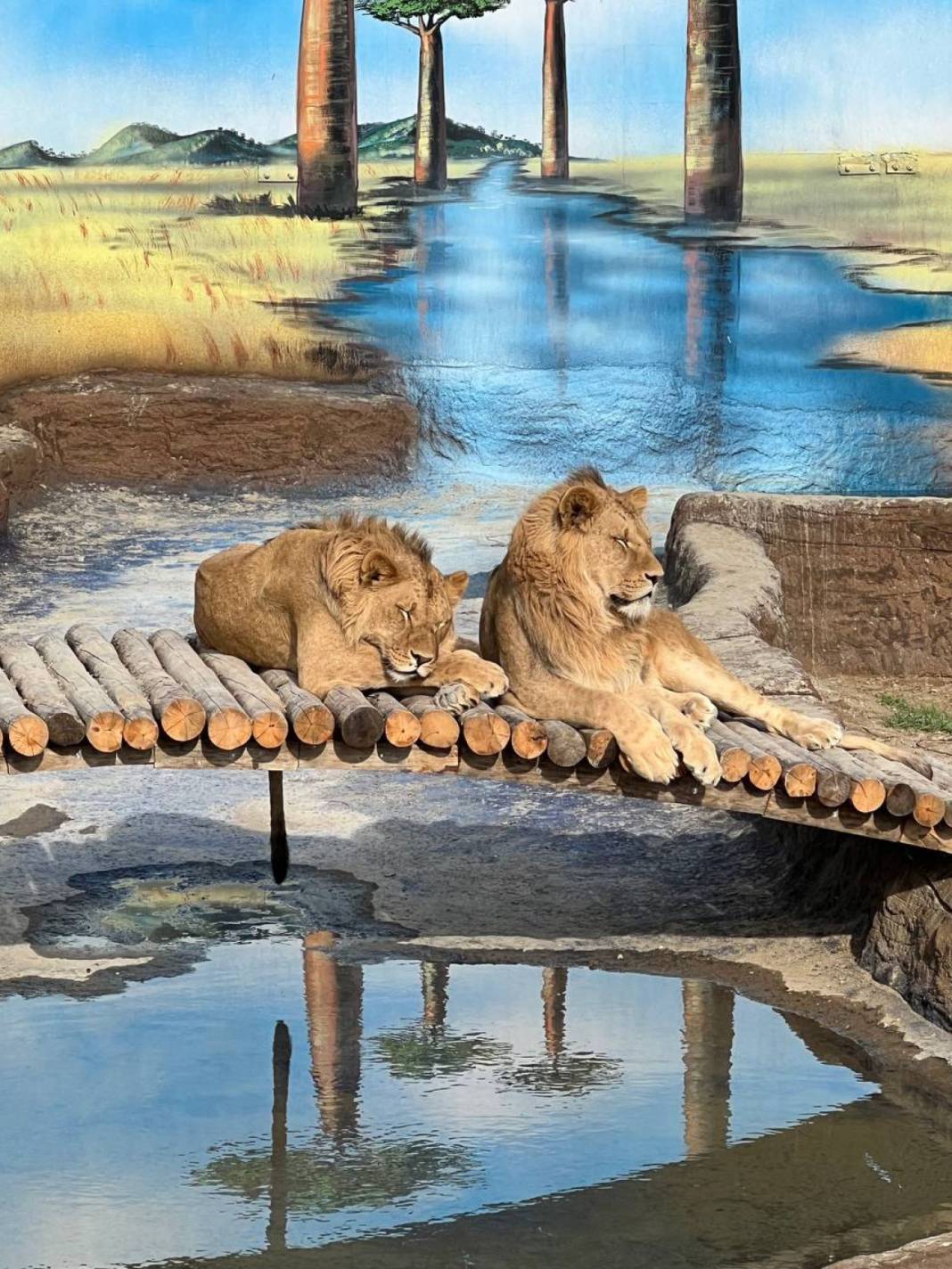 Antalya'da kafesinden kaçan aslan yakalandı! Bir kişiyi ağır yaraladı 12