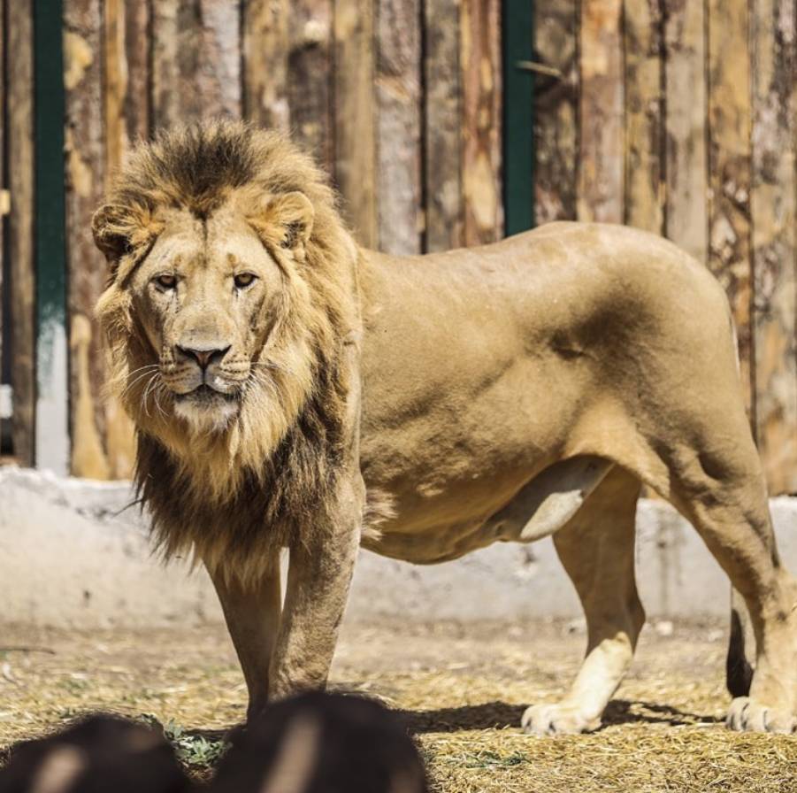 Antalya'da kafesinden kaçan aslan yakalandı! Bir kişiyi ağır yaraladı 13
