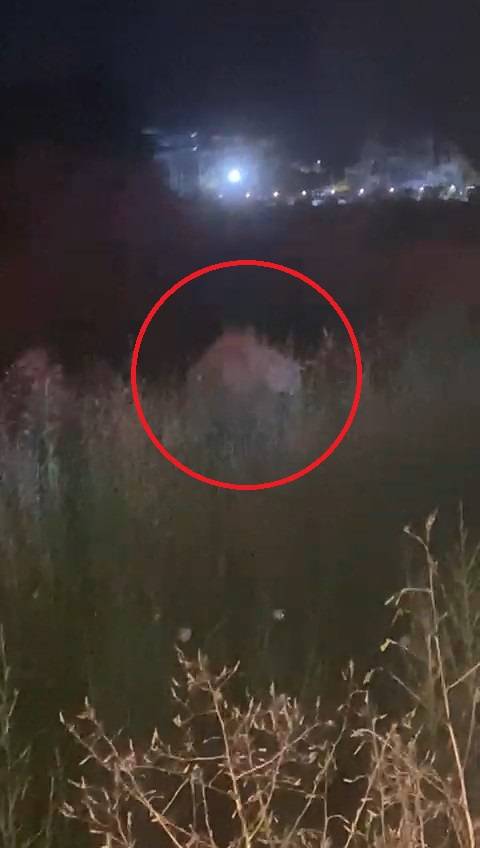 Antalya'da kafesinden kaçan aslan yakalandı! Bir kişiyi ağır yaraladı 3